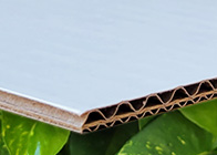 Plain Biodegradable Boards